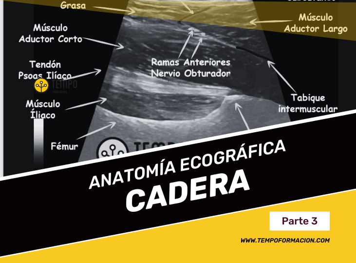anatomia-y-ecografia-cadera
